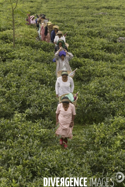 Le the en inde:bengale