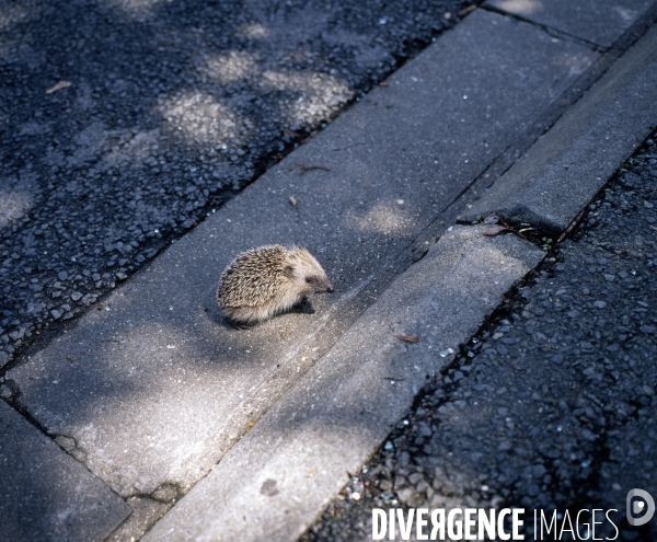 Orly, avenue Guy Mocquet, un hérisson