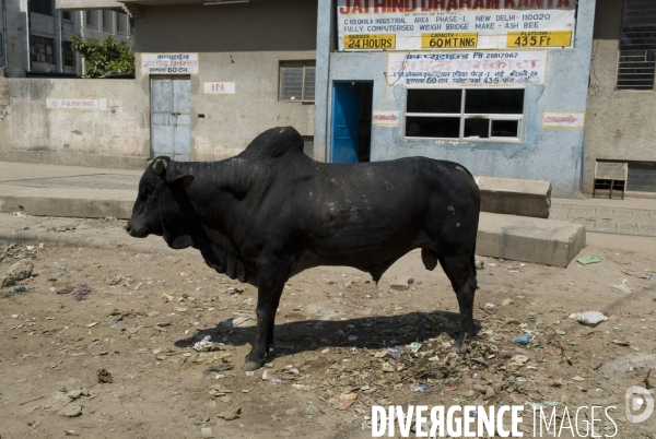 Delhi flagrant
