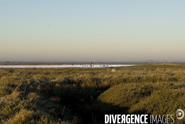 Promenades en Baie de Somme