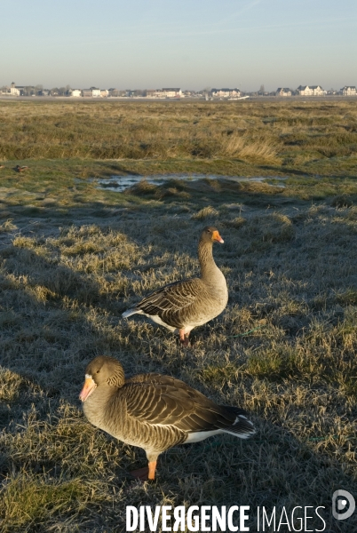 Promenades en Baie de Somme