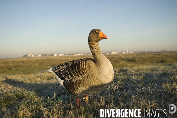 Promenades en Baie de Somme