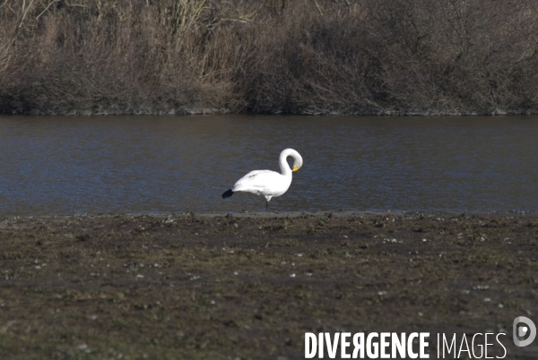 Promenades en Baie de Somme