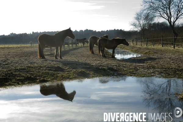 Promenades en Baie de Somme