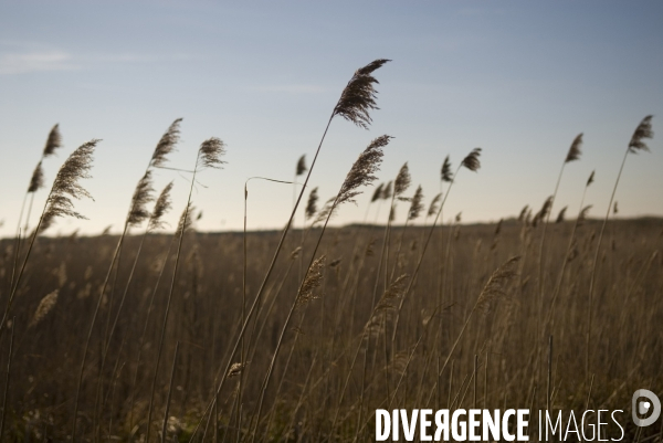 Promenades en Baie de Somme