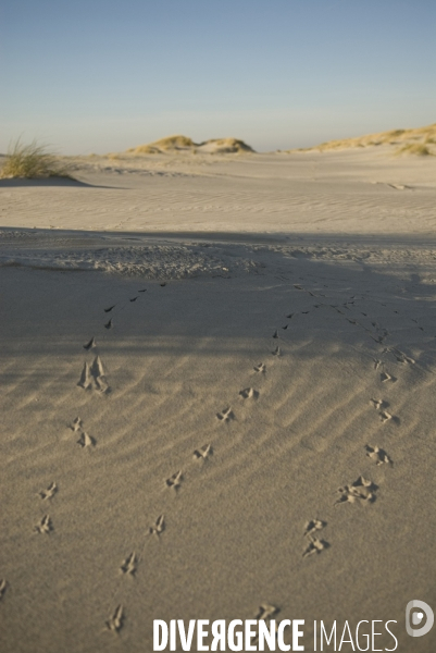 Promenades en Baie de Somme