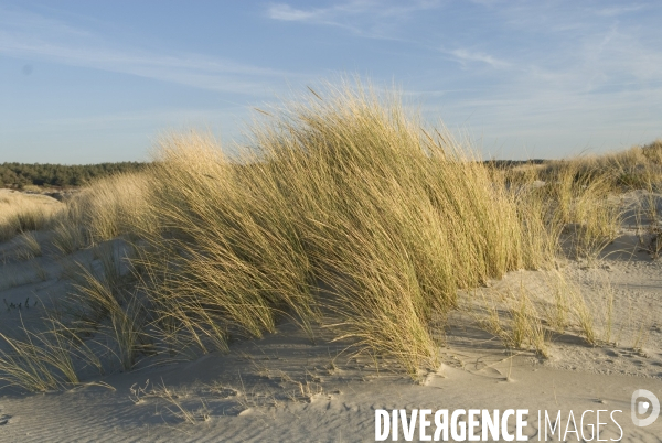 Promenades en Baie de Somme