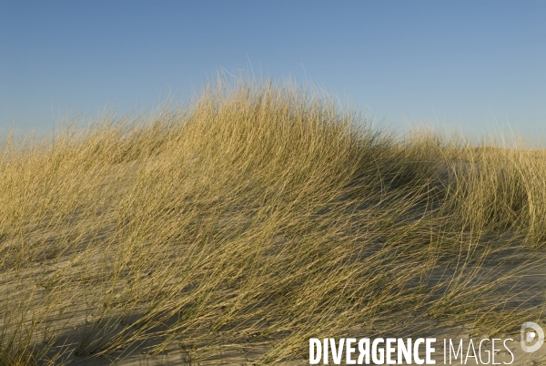 Promenades en Baie de Somme