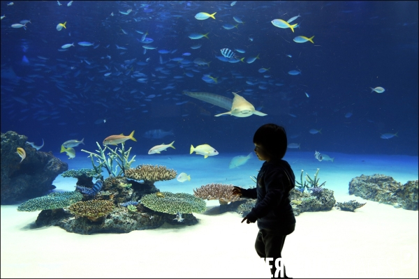 Visite à l aquarium // Visiting aquarium