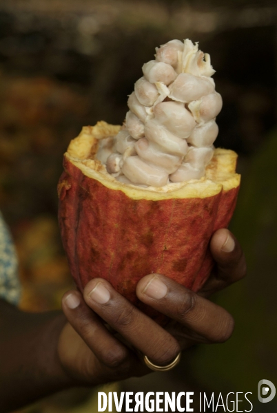 Sao Tomé : l île cacao