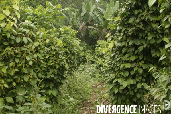 Sao Tomé : l île cacao