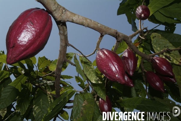 Sao Tomé : l île cacao