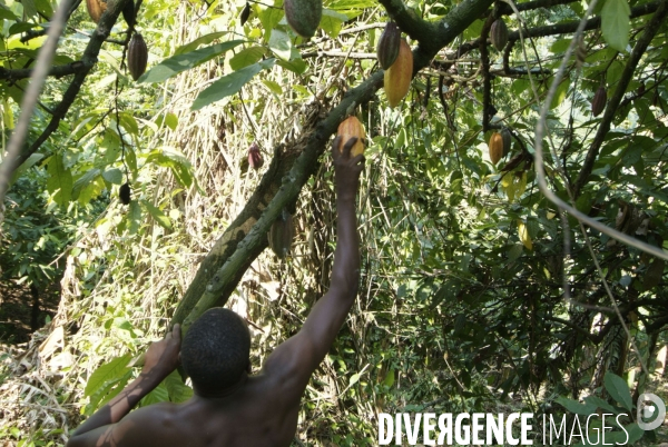 Sao Tomé : l île cacao