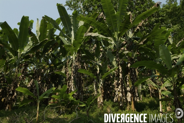 Sao Tomé : l île cacao