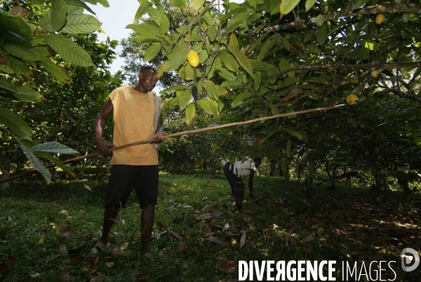 Sao Tomé : l île cacao