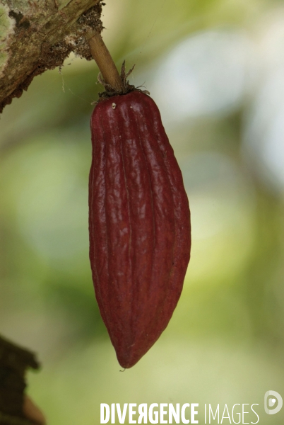 Sao Tomé : l île cacao