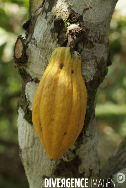 Sao Tomé : l île cacao