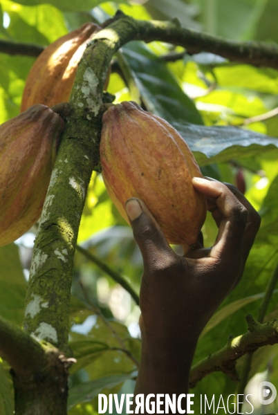 Sao Tomé : l île cacao