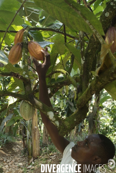 Sao Tomé : l île cacao