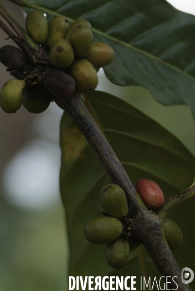 Sao Tomé : l île cacao