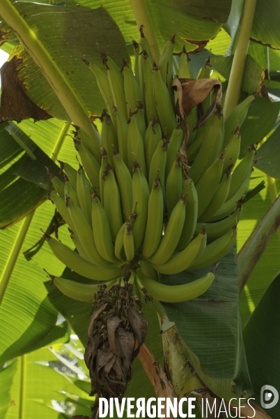 Sao Tomé : l île cacao