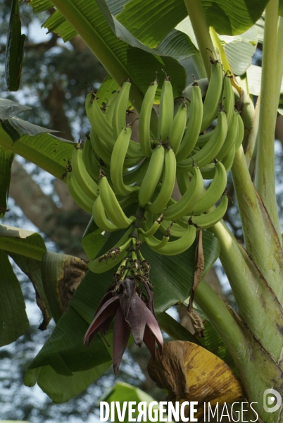 Sao Tomé : l île cacao