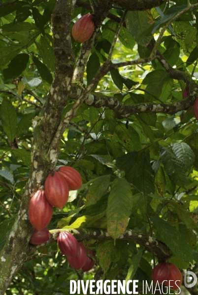 Sao Tomé : l île cacao