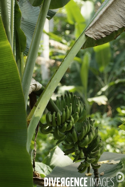 Sao Tomé : l île cacao