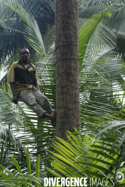 Sao Tomé : l île cacao