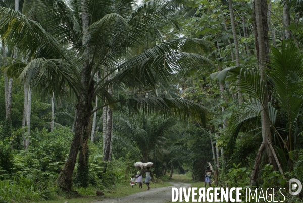 Sao Tomé : l île cacao