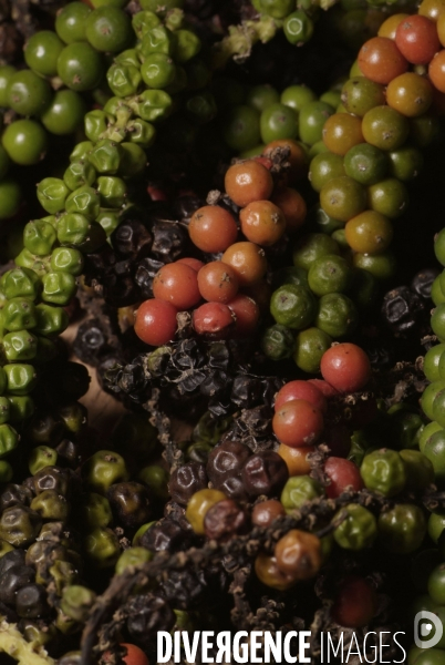 Sao Tomé : l île cacao