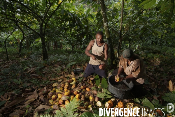 Sao Tomé : l île cacao