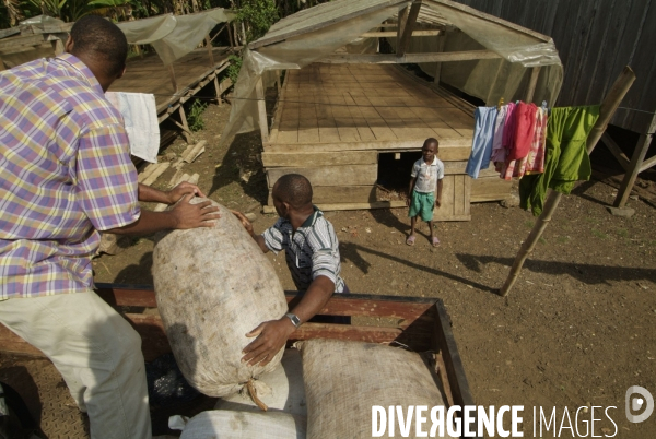 Sao Tomé : l île cacao