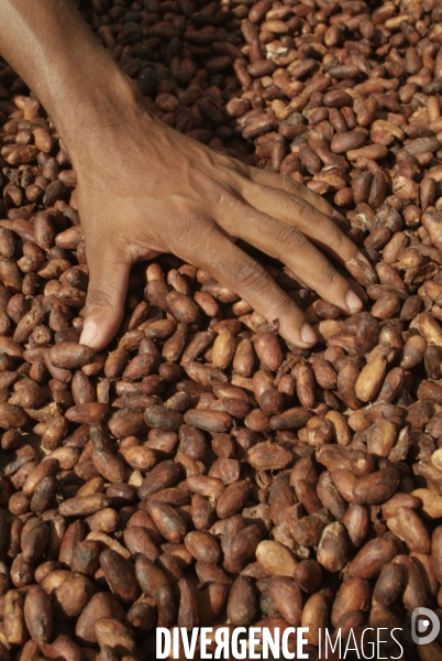 Sao Tomé : l île cacao