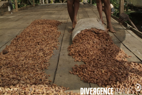 Sao Tomé : l île cacao