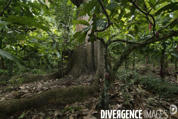 Sao Tomé : l île cacao