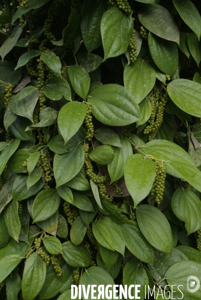 Sao Tomé : l île cacao