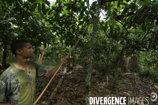 Sao Tomé : l île cacao