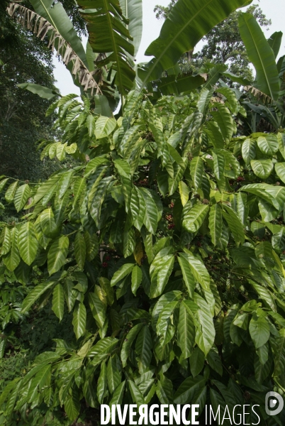 Sao Tomé : l île cacao