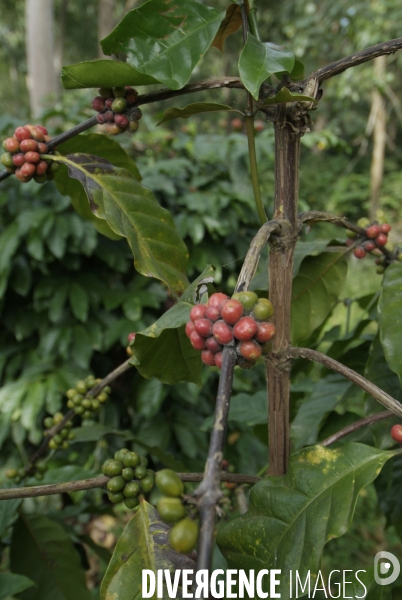 Sao Tomé : l île cacao