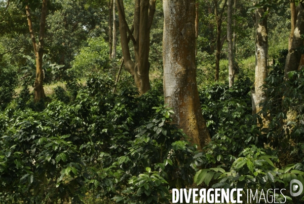 Sao Tomé : l île cacao