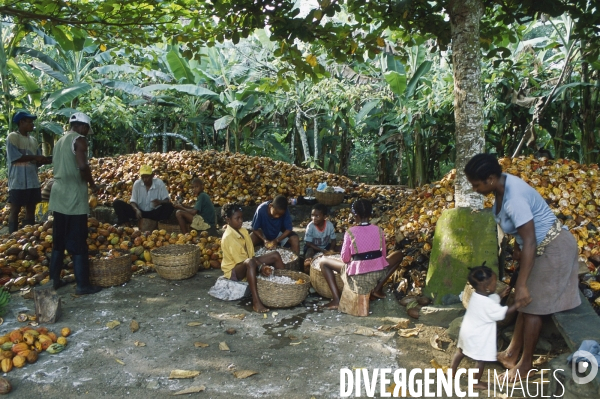 Sao Tomé : l île cacao