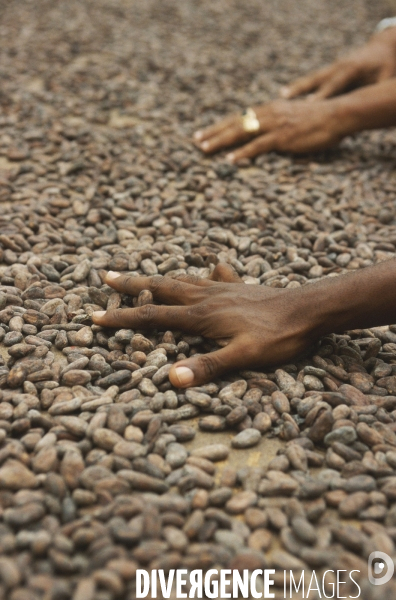 Sao Tomé : l île cacao