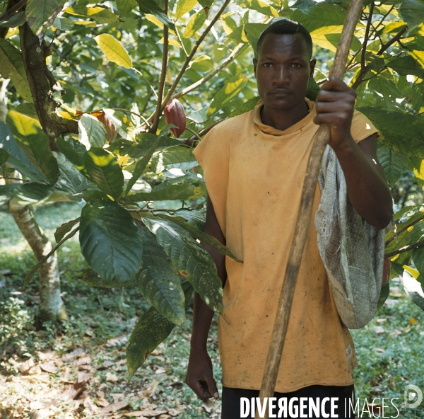 Sao Tomé : l île cacao