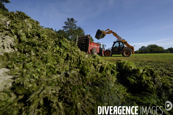 Ramassage des algues vertes