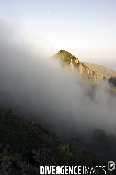 TENERIFE , Iles CANARIES / Islas Canarias - Espagne