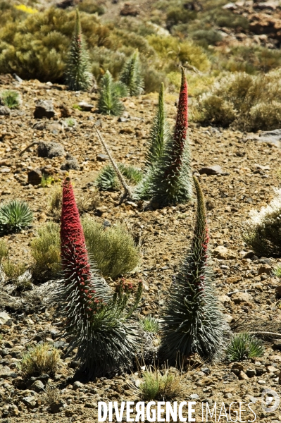 TENERIFE , Iles CANARIES / Islas Canarias - Espagne