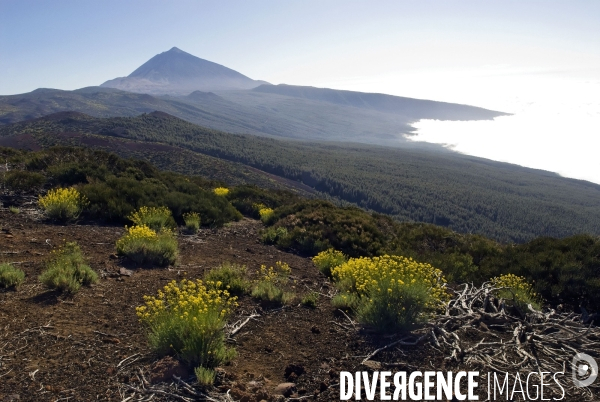 TENERIFE , Iles CANARIES / Islas Canarias - Espagne