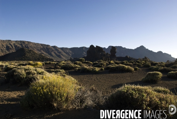 TENERIFE , Iles CANARIES / Islas Canarias - Espagne