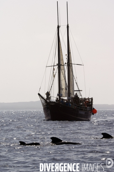 TENERIFE , Iles CANARIES / Islas Canarias - Espagne